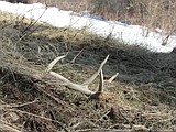 Shed lightly