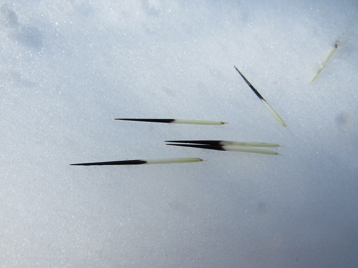 Porcupine quills lay on the snow.