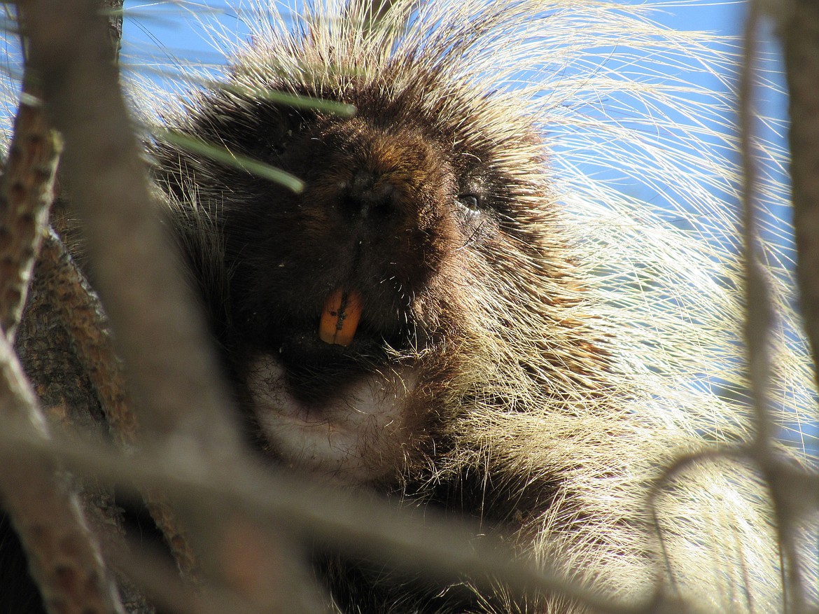A porcupine peers down a perch in a tree.
