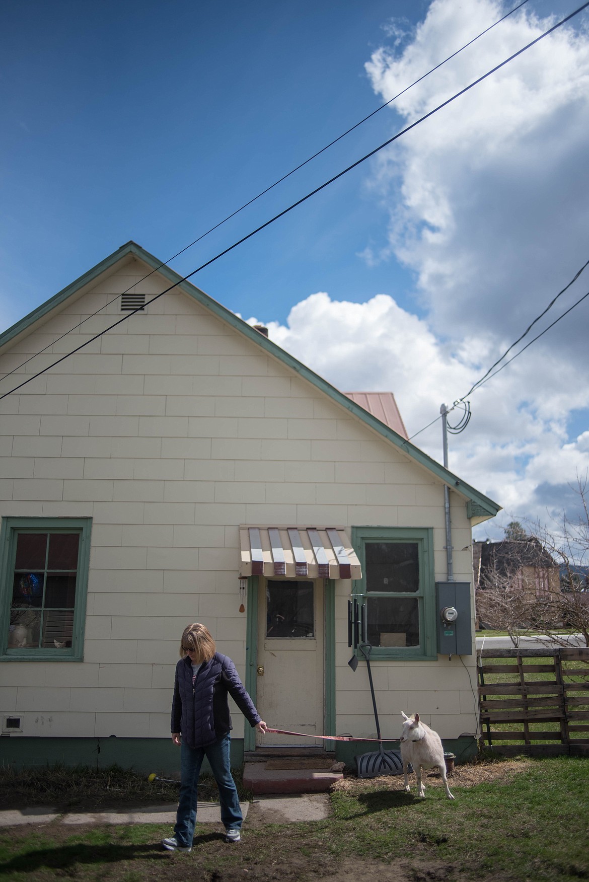 Janice Bailey routinely takes her emotional support goat, Cinnamon, on walks around the neighborhood in Libby. (Luke Hollister/The Western News)