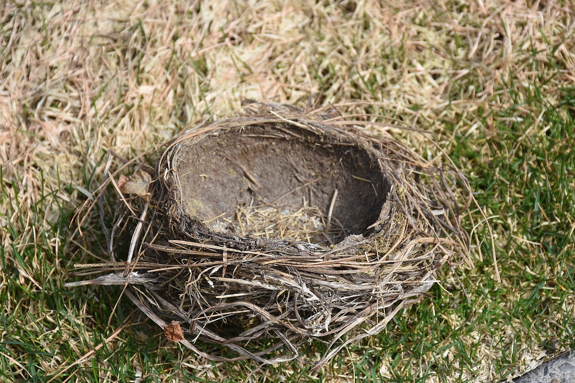 Photos by DON BARTLING
This cup nest is distinctive because of the thick mud used to hold it together, which its builder (the robin) painstakingly transported by the beak-full last spring during building season.