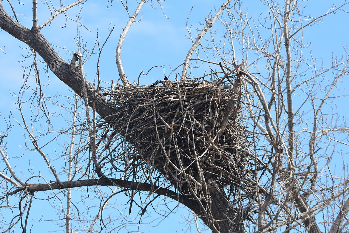 This eagles nest located along the Kootenai River is a platform nest constructed of small twigs and branches. Most platform nests are used year after year.