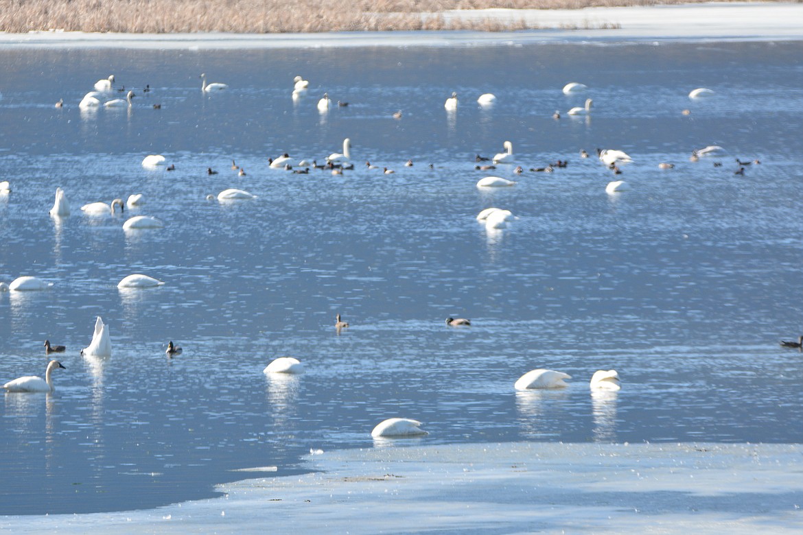 Photos by DON BARTLING
Boundary County is a major stop over for tundra swans headed north. Joining the swans is a delightful variety of migrating ducks and geese.