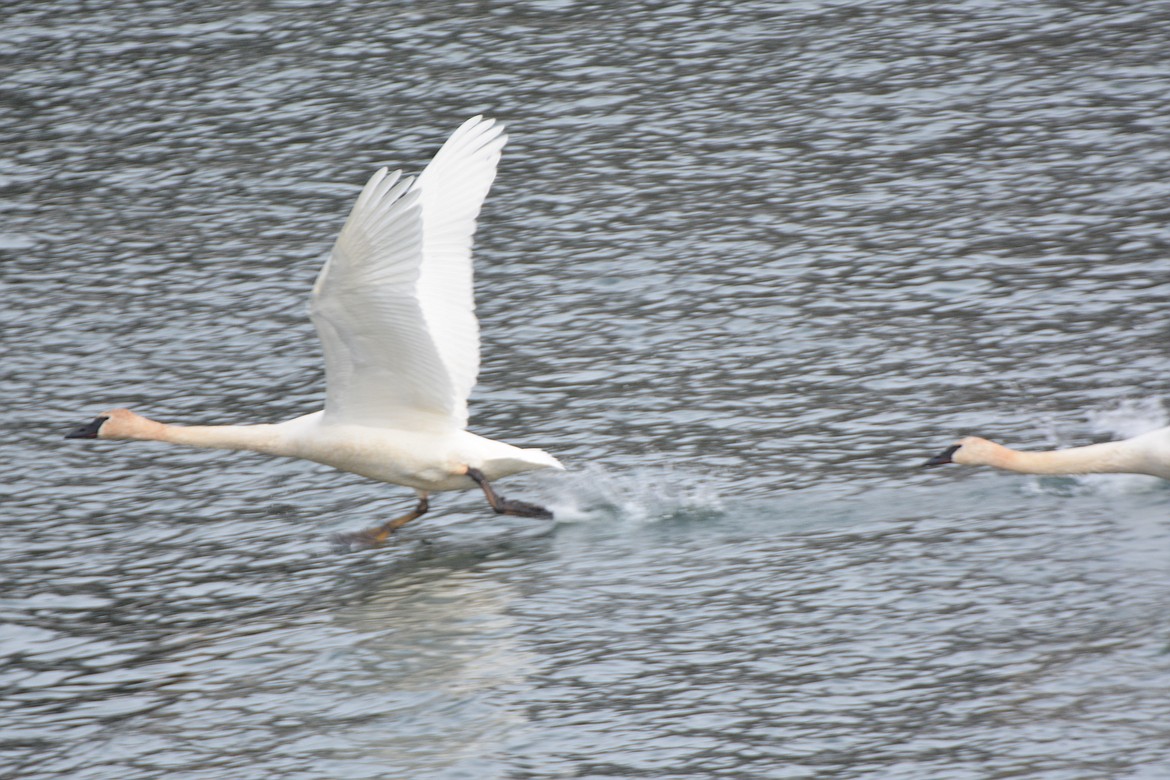 The majestic tundra swan is a strong swimmer and can take off from the water with a running start and beat their wings until airborne.