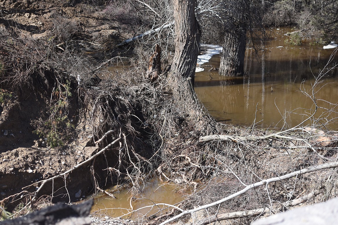 THESE POOLS of floodwater were still present Friday, April 12, less than three days after floodwaters flowed over the surface of Double Gulch Road south of Charlo &#151; breaking the pavement apart. Notice the roots from trees victimized by water rushing down the gulch. (Joe Sova/Lake County Leader)