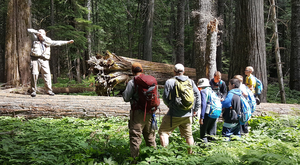 BRIAN BAXTER, standing on a huge downed tree, explains that yew wood was used to make bows in yesteryear.