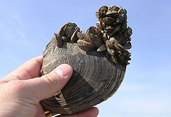 AQUATIC INVASIVE species include mussels, such as those pictured, that attach themselves to boats and motors. (Photo courtesy of Montana Fish, Wildlife &amp; Parks)