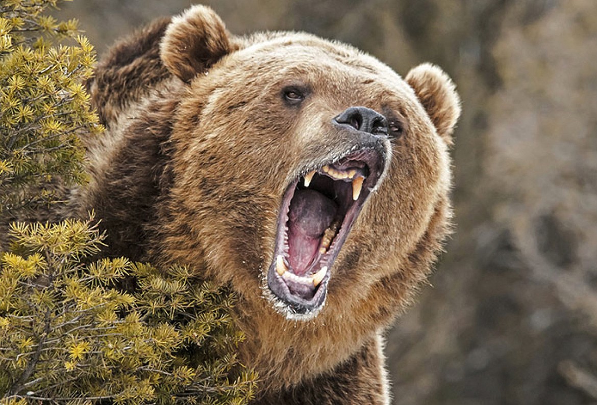 (Courtesy photo)
Want the chance to  to practice bear spray on a grizzly? Well, at least a stuffed grizzly, thanks to a renowned grizzy bear expert who will be speaking at the Idaho Trails Association&#146;s upcoming volunteer party.