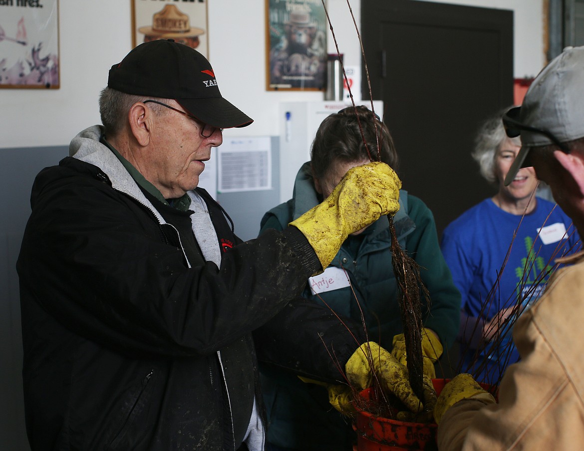 Bob Hallock helps clean a dogwood tree seedling before placing it in a bag at Tuesday's Kootenai County Arbor Day event in Coeur d'Alene. (LOREN BENOIT/Press)