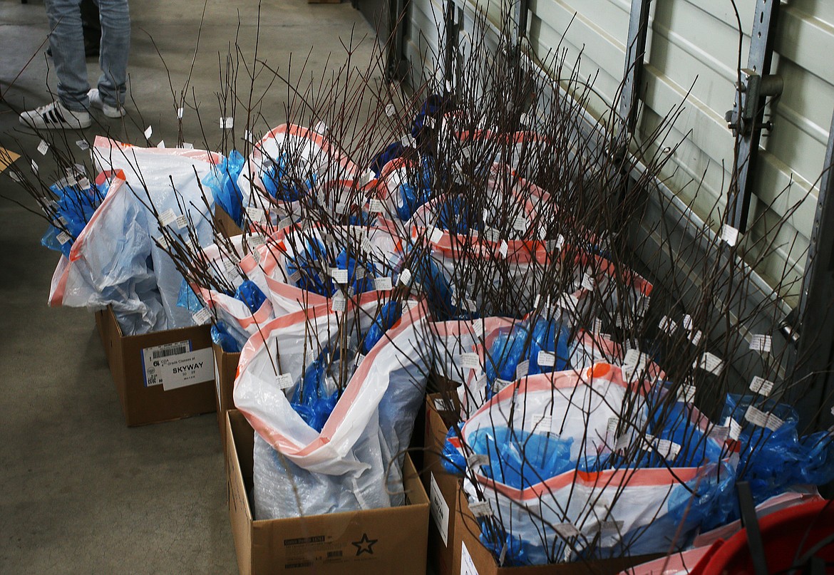 Volunteers helped bag around 2,500 trees at Tuesday's Kootenai County Arbor Day event. These trees will go to Skyway Elementary School. (LOREN BENOIT/Press)