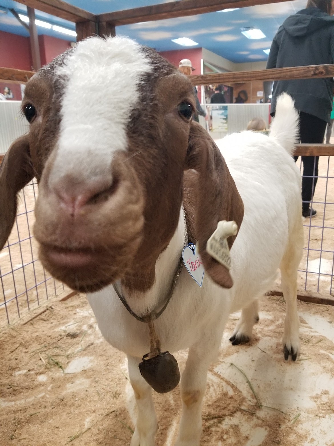Tank the goat is a favorite at Big Red's.