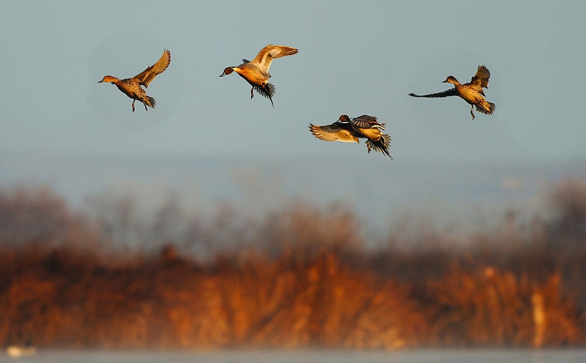 (Photo courtesy IDAHO DEPARTMENT OF FISH &amp; GAME)
An evening brace of of pintails makes a landing in a North Idaho wetland. Pintails are among ducks passing through North Idaho this spring on the way to northern nesting grounds.