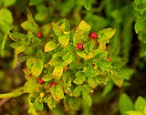 Scientists can map hucks using satellite imagery