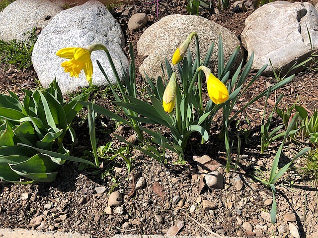 &#147;Every year I say I will plant more daffodils!&#148;
by COLLEEN MOORE, Coeur d&#146;Alene