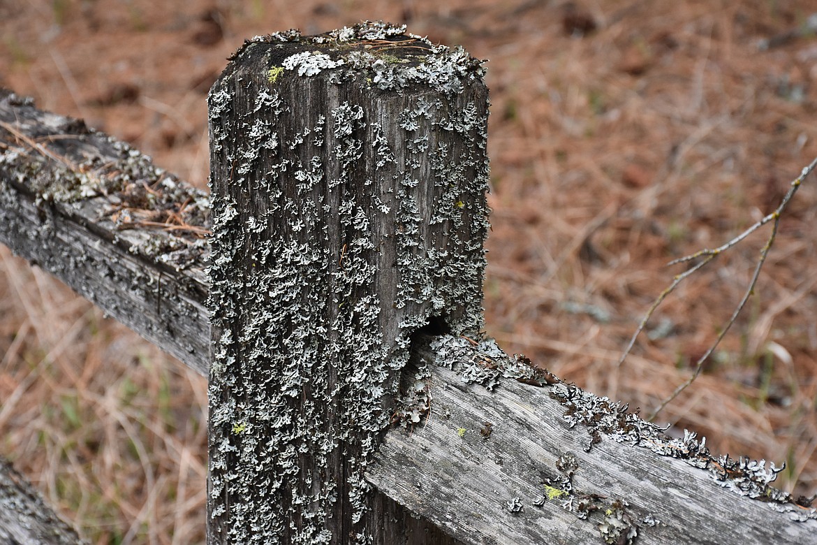 Photos by DON BARTLING
Lichens are something we commonly see growing on rocks, tree branches, rotting stumps, or wooden fences.