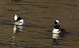 Spring migration at McArthur Lake