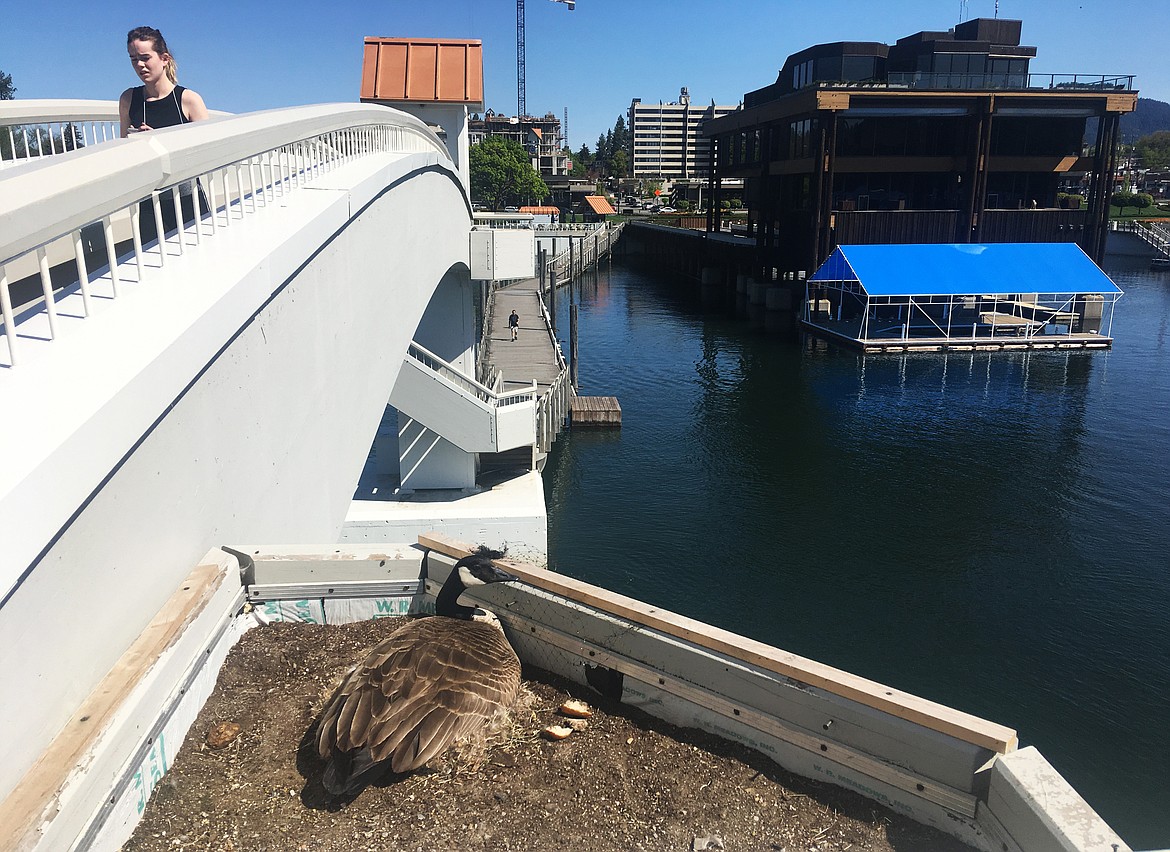 LOREN BENOIT/Press 
A mother goose watches over her nest at The Coeur d&#146;Alene Resort Boardwalk bridge on Thursday.