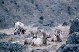 Teton bighorn outnumbered by invasive mountain goats