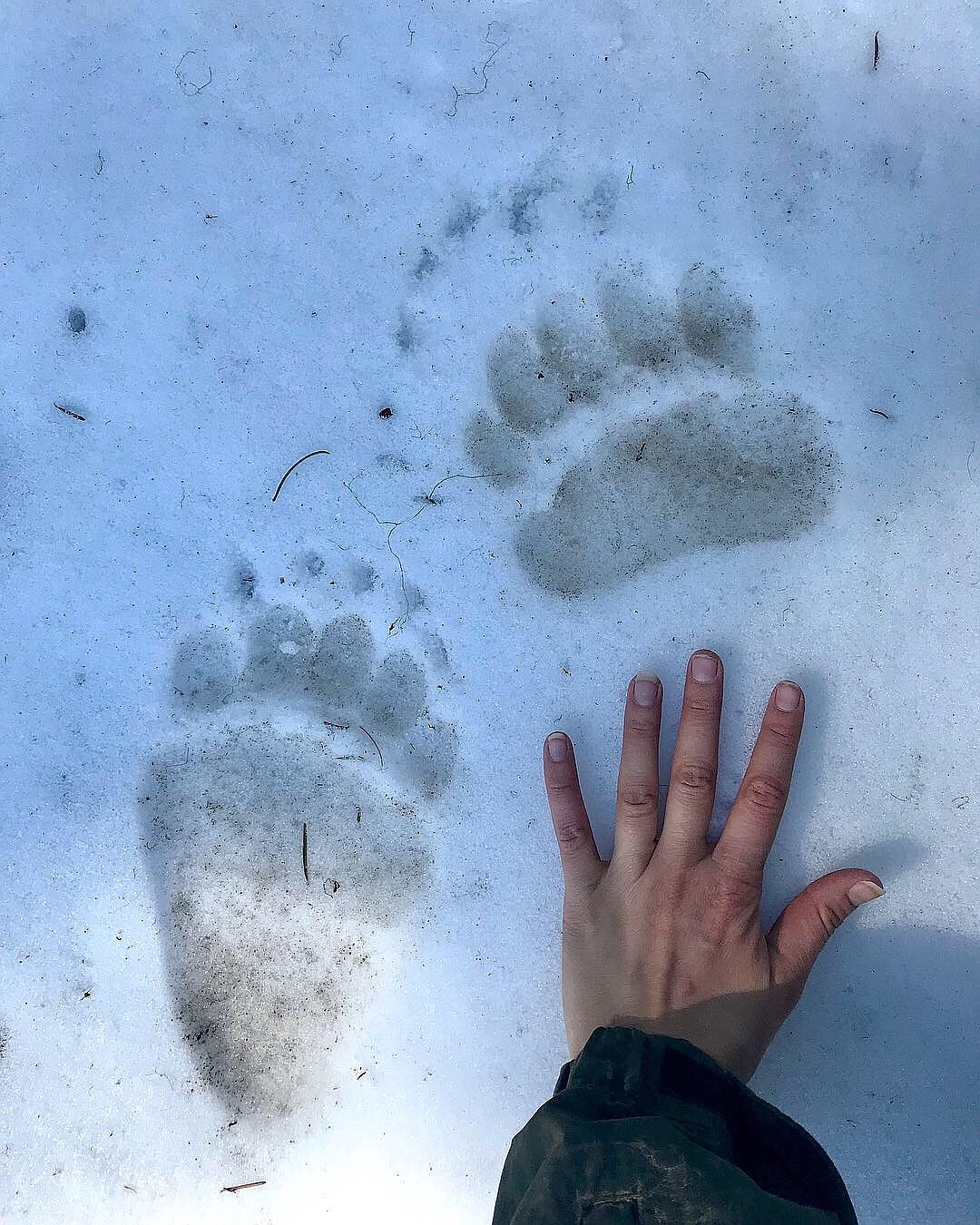 Photo by Kara Campbell
A collared grizzly bear is roaming around the Magee area in upper Unit 4. Idaho Fish and Game biologists photographed the tracks of the bear April 29 near Independence Creek.