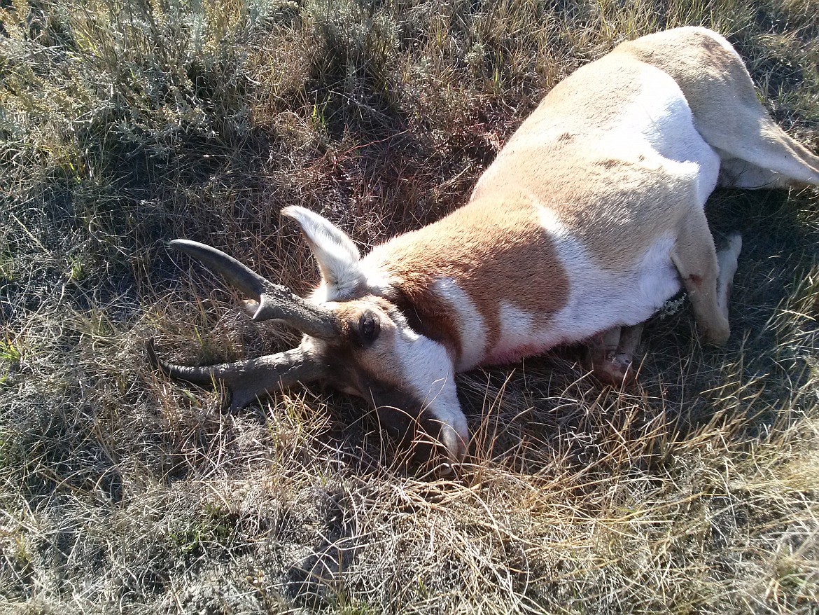 PHOTO/IDF&amp;G
Controlled hunts are among the limited ways that Idaho hunters can chase pronghorns. The state&#146;s controlled hunt application period runs through June 5.