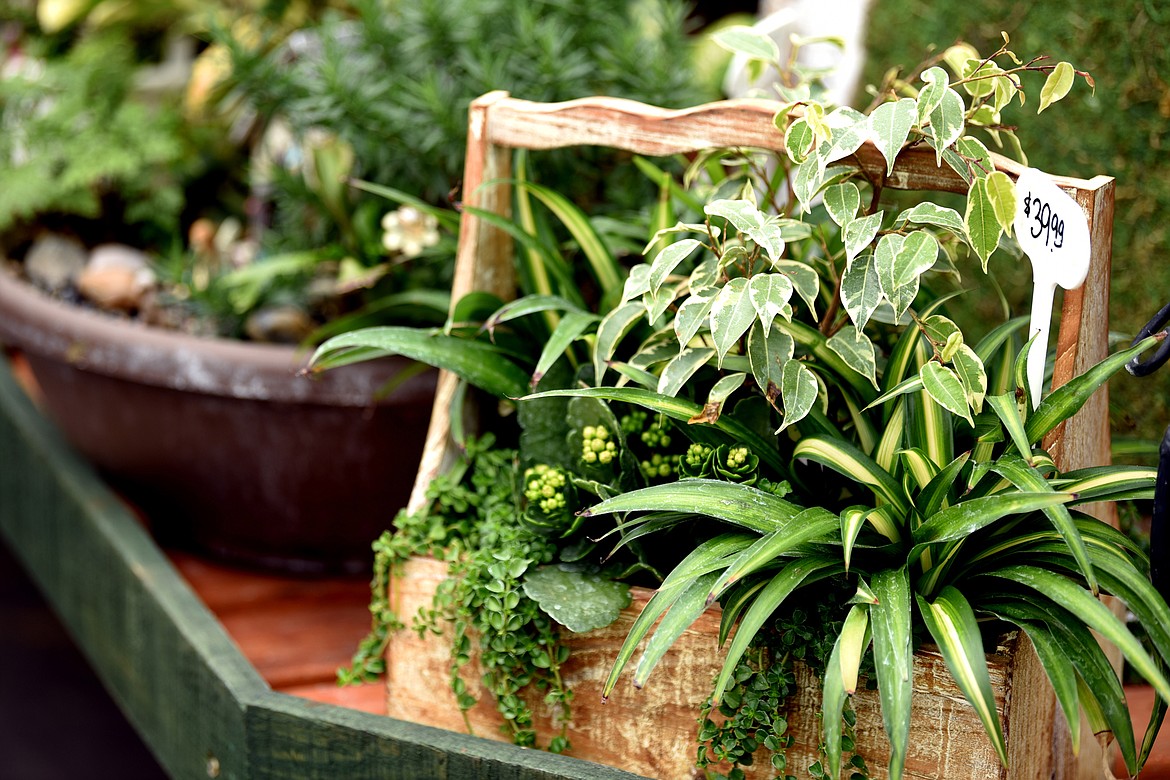 Detail of plants at Plant Land in Evergreen. Plant Land is home to seven green houses. They take a lot of pride in being a family business, in growing as much of their products as they can. They grow the annuals, perennia, the vegetables and herb, most either from seeds or from cuttings. The only things they do not grow are plants that need really warm green house conditions, succulents, and trees and shrubs. &#147;Right now people are seeing pansies at the big box stores,&#148; said Michelle Grigsby. &#147;We&#146;ve had people stop in and ask why ours aren&#146;t ready yet, but those are coming in on a truck. This is a family owned business, we grow these things ourselves. What people don&#146;t understand is that we watch these from when they are seeds until our customers walk out the door with them.&#148;
(Brenda Ahearn/Daily Inter Lake)