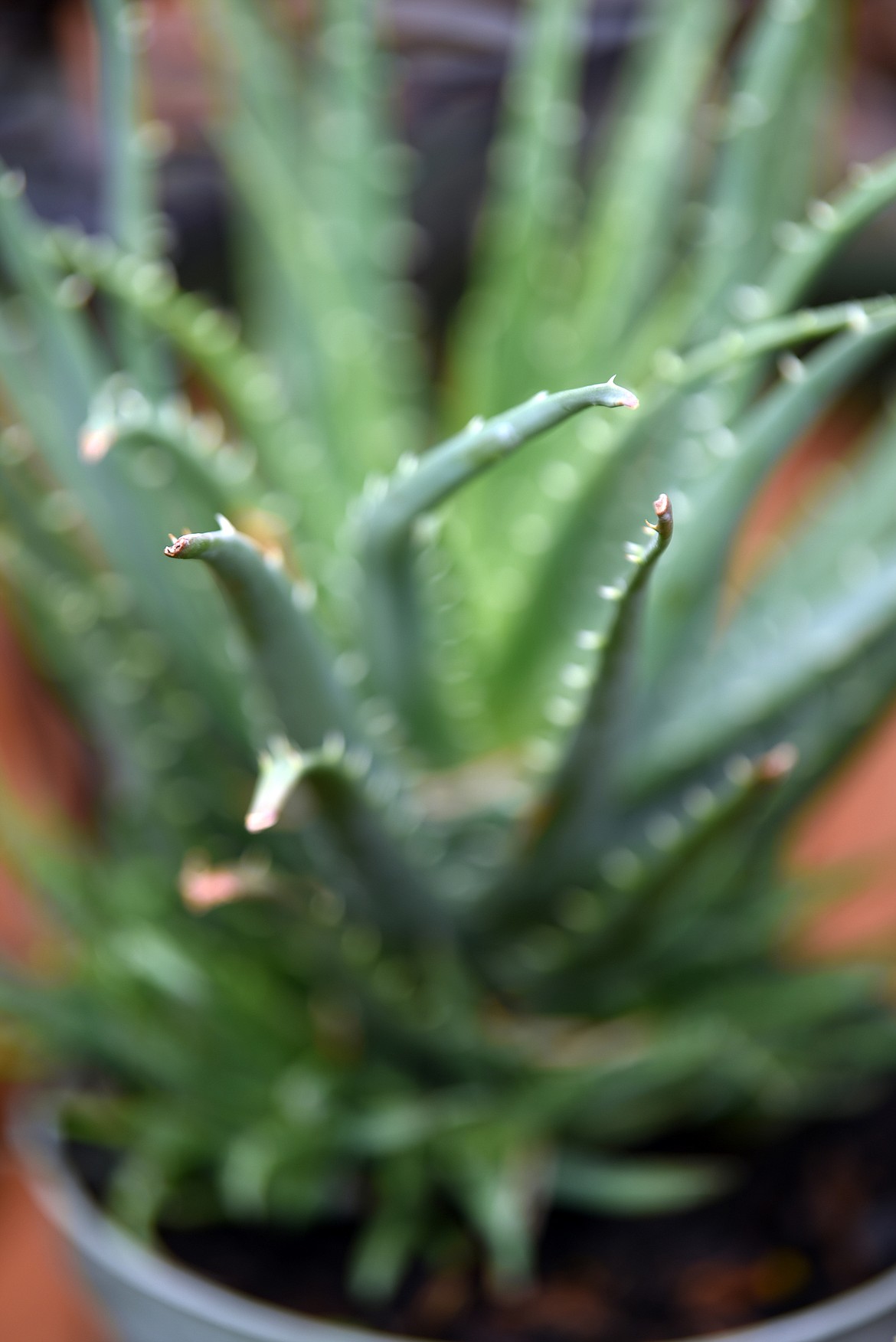 One of the types of plants not grown at Plant Land and yet very popular are their collection of succulents.(Brenda Ahearn/Daily Inter Lake)