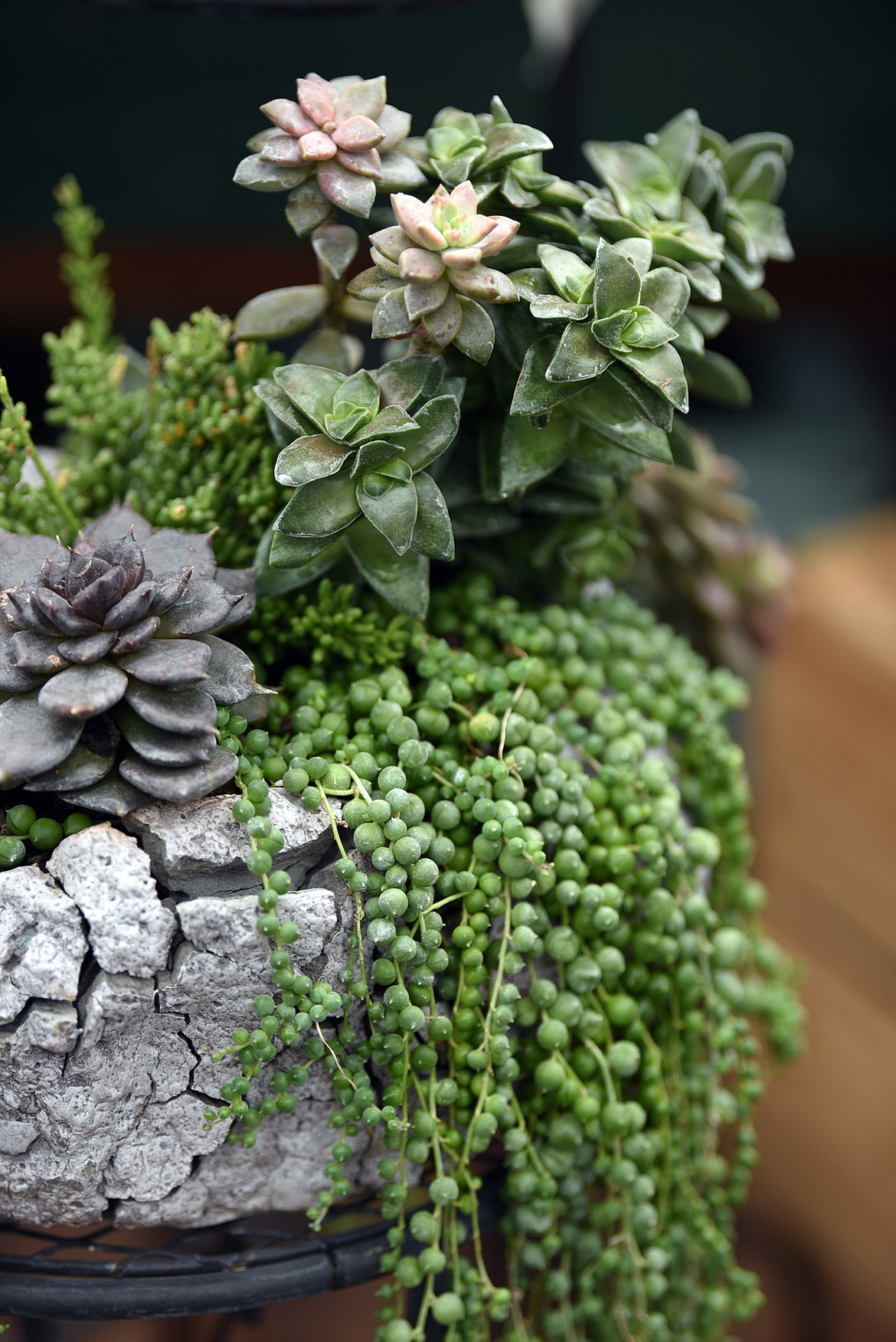 One of the types of plants not grown at Plant Land and yet very popular are their collection of succulents.(Brenda Ahearn/Daily Inter Lake)