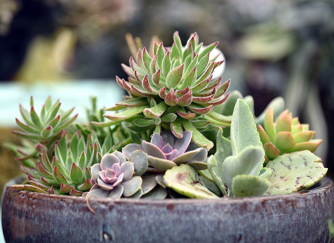 One of the types of plants not grown at Plant Land and yet very popular are their collection of succulents.(Brenda Ahearn/Daily Inter Lake)