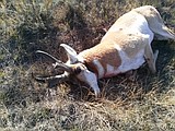 Higher success rates in controlled hunts