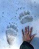 Grizzly bear in Coeur d'Alenes is reminder to be bear aware
