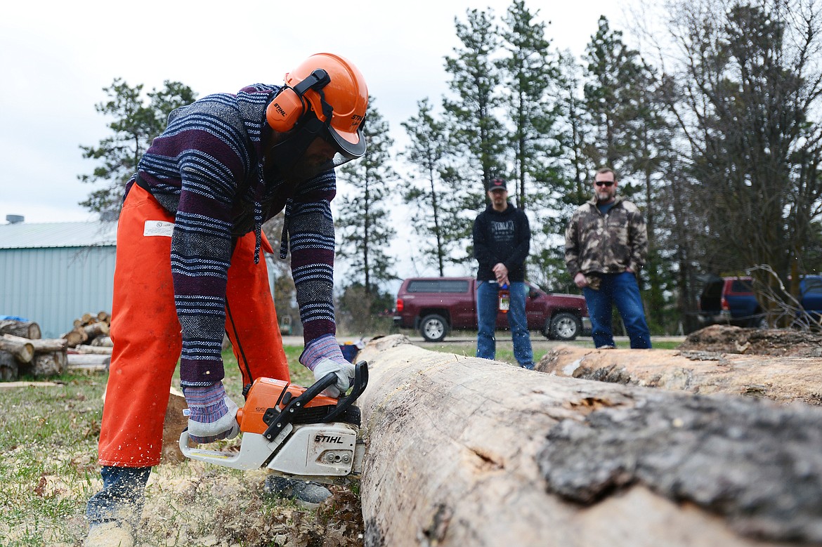 Austin Latter, a student in the Natural Resources Conservation &amp; Management program at Flathead Valley Community College, saws through a log with a chainsaw in the college&#146;s newly-offered sawyer class at the FVCC Logger Sports Arena on Friday, April 26. (Casey Kreider/Daily Inter Lake)