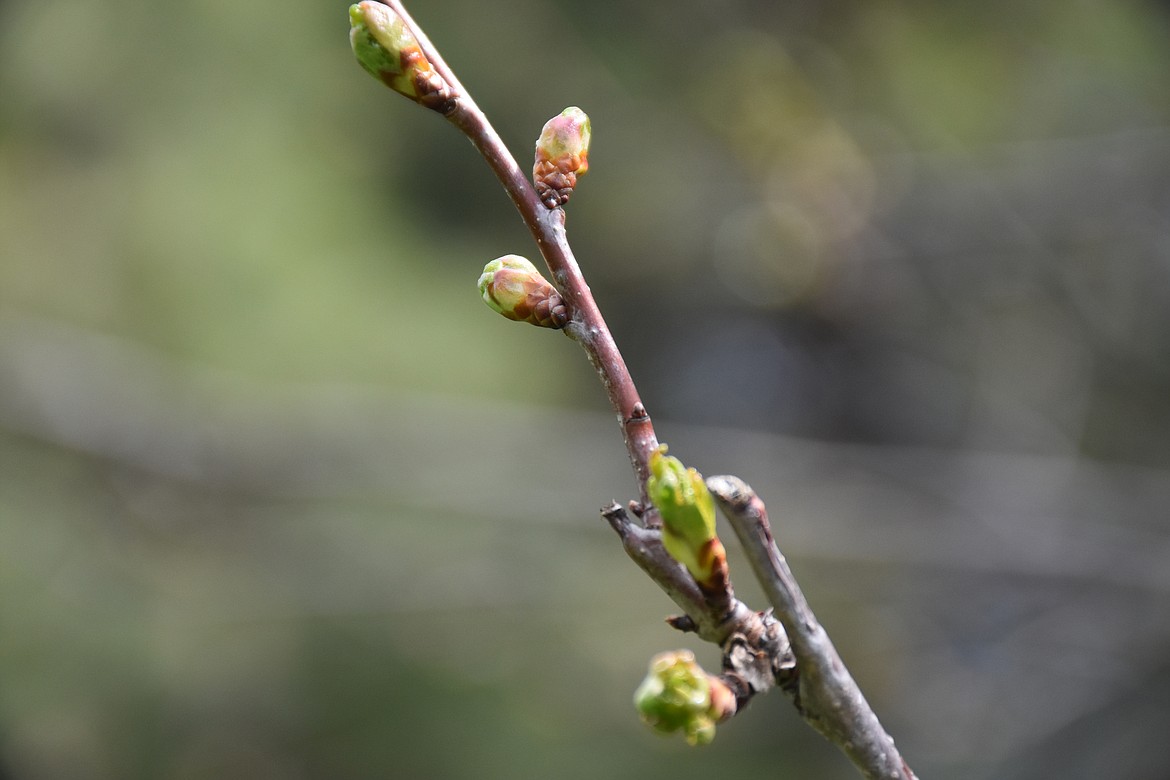 Photo by DON BARTLING
The arrival of warm temperatures in April and May induces trees to open their buds.  Usually the timing is appropriate, though unseasonable early warmth can sometimes fool trees, but they can temporarily stop if cold temperatures return.