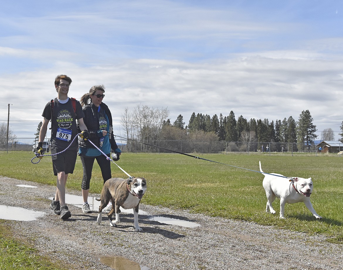 Runners and their dogs participated in the WAG Race Sunday morning beginning and ending at the WAG dog park. The race is annual fundraiser for the park.  (Heidi Desch/Whitefish Pilot)