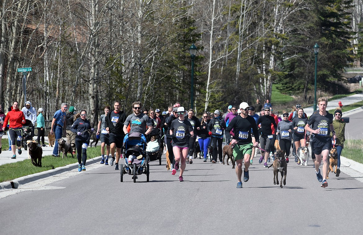 Runners and their dogs participated in the WAG Race Sunday morning beginning and ending at the WAG dog park. The race is annual fundraiser for the park.  (Heidi Desch/Whitefish Pilot)