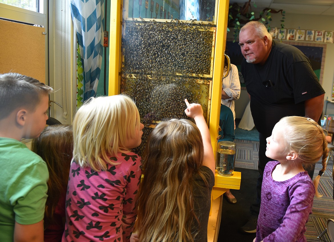 PLAINS KINDERGARTENERS, from left, Jorgan Noble, Lyndsey Mooney, Kendall Spurr and Mindy Foley try to spot a drone in among the worker bees. Beekeeper Darin King (back) built and placed bees in the observation hive. (Carolyn Hidy/Clark Fork Valley Press)