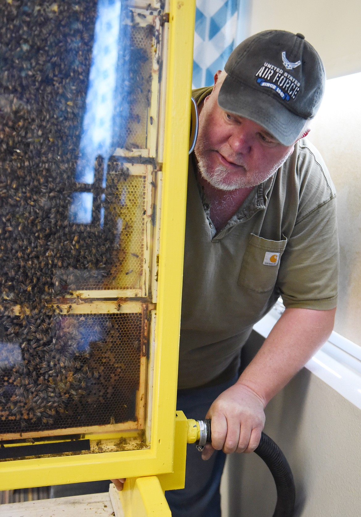 DARIN KING volunteered to set up this frame of bee cells in the Plains kindergarten teacher Katie Hillerman&#146;s classroom. Above, King hooks up a tube that allows bees to leave the hive in the morning and return in the evening. (Joe Sova/Clark Fork Valley Press)