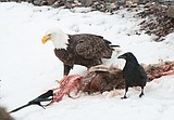 Bald eagle died from lead poisoning, Glacier Park finds