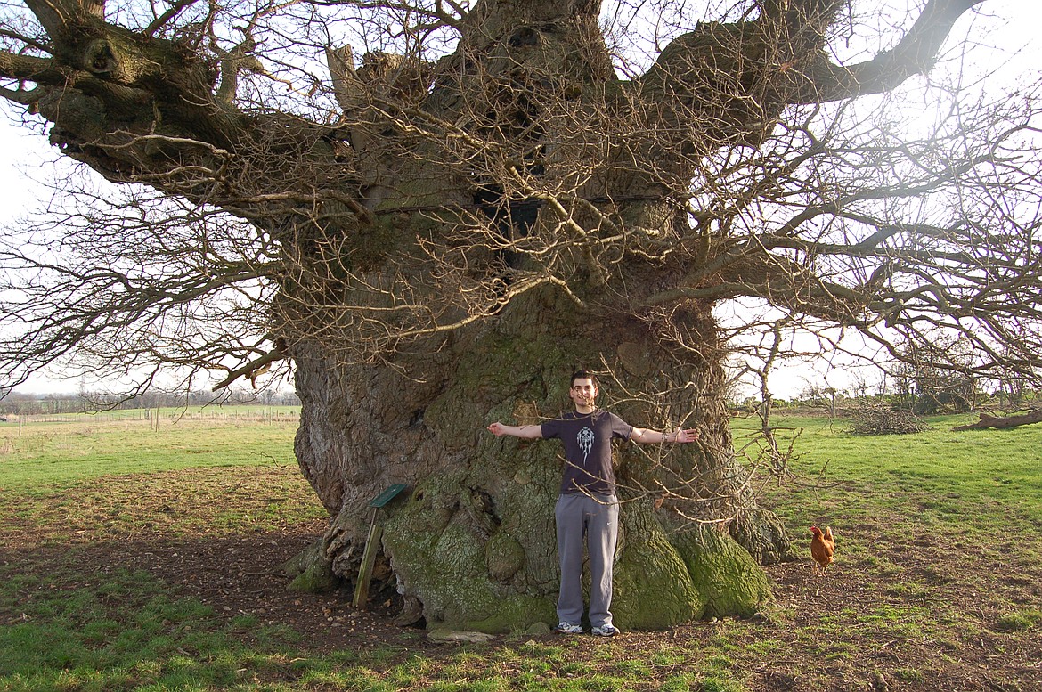 The Mighty Oak Tree Has Long Been Revered In History With 600 Different Kinds Around The World But None Native To Idaho Coeur D Alene Press