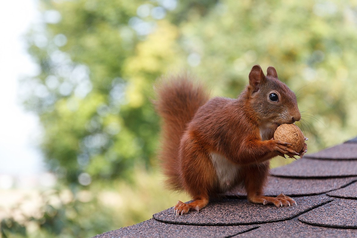 WWF DEUTSCHLAND
Squirrel munching an acorn in Germany.
