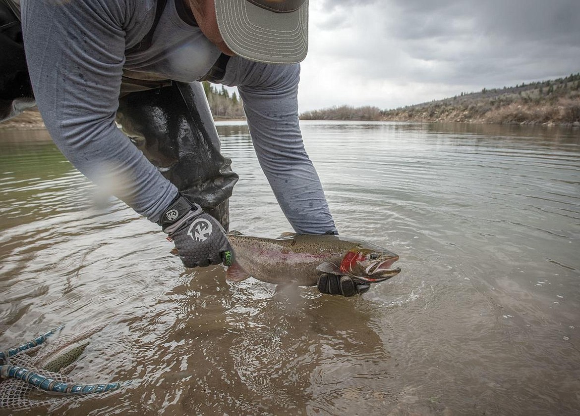 (Photo by BRADLY J. BONER)
Kayden Estep, a fisheries technician for the Idaho Department of Fish and Game, releases rainbow trout into the fishing pond south of Victor.