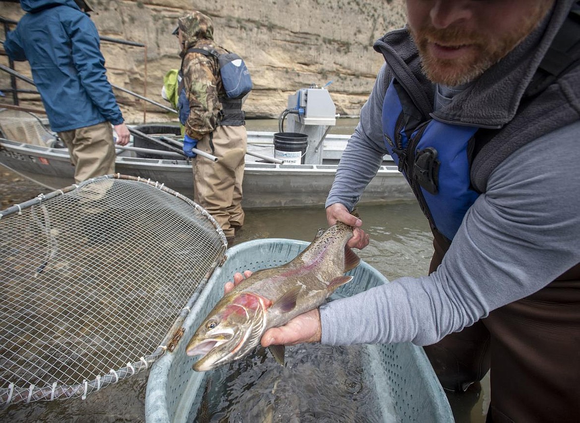 Patrick Kennedy, regional fisheries biologist for the Idaho Department of Fish and Game, holds a large rainbow-cutthroat hybrid trout after electrofishing on the South Fork of the Snake River. The department will catch and remove rainbow trout from the popular section of the Snake in eastern Idaho until May 23 as part of a feasibility study to see whether reducing the number of rainbow trout using electrofishing can be an effective management technique to improve cutthroat recovery.