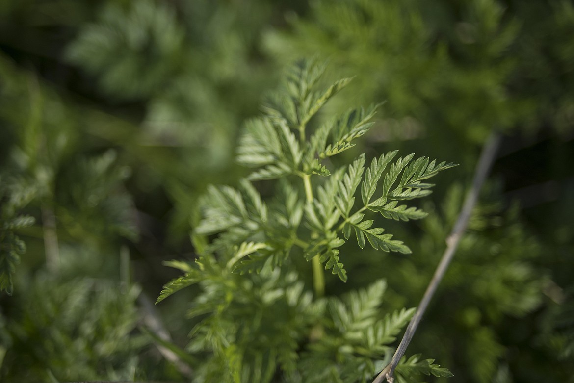 Poison hemlock sits along a Libby service road. It is one of the many weeds Dan Williams has been asked to spray. (Luke Hollister/The Western News)