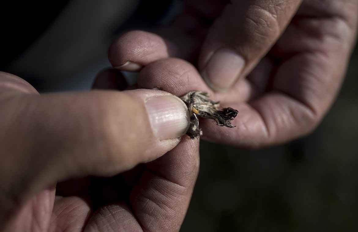 Dan Williams shows a seedhead fly&#146;s larvae after pulling it from a plant in the ground, May 1st in Libby. The bug is used as biocontrol to help kill off knapweeds. &#147;He&#146;s eatin&#146; all the seeds,&#148; said Williams. (Luke Hollister/The Western News)