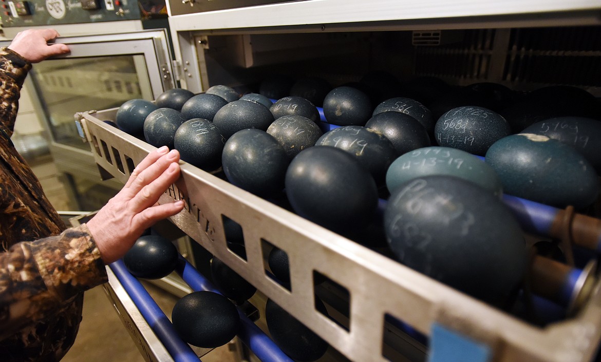 Emu eggs are placed inside an incubator at the Montana Emu Ranch.