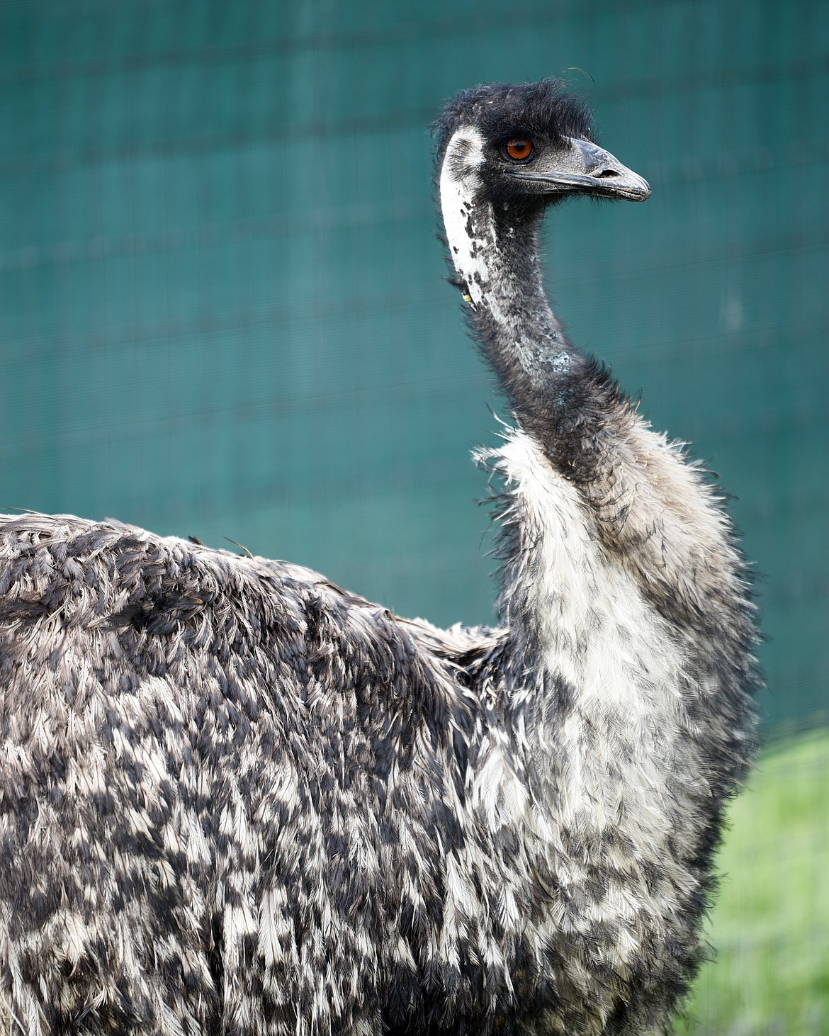 A full grown emu at the Montana Emu Ranch west of Kalispell, on Wednesday, May 1.(Brenda Ahearn/Daily Inter Lake)