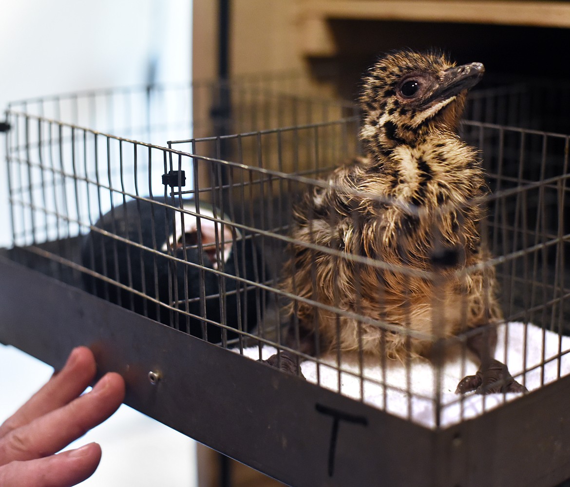 Don Collins checks on a newly hatched baby emu at the Montana Emu Ranch. (Brenda Ahearn/Daily Inter Lake)