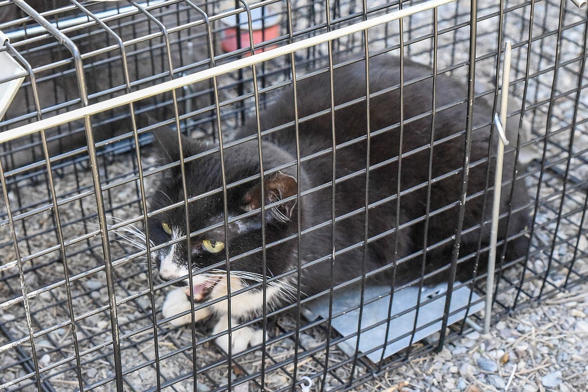 A cat in a cage trap meows outside the Tobacco Valley Animal Shelter Libby on Friday. The cat was one of an estimated around 200 from a colony in the Yaak. (Ben Kibbey/The Western News)