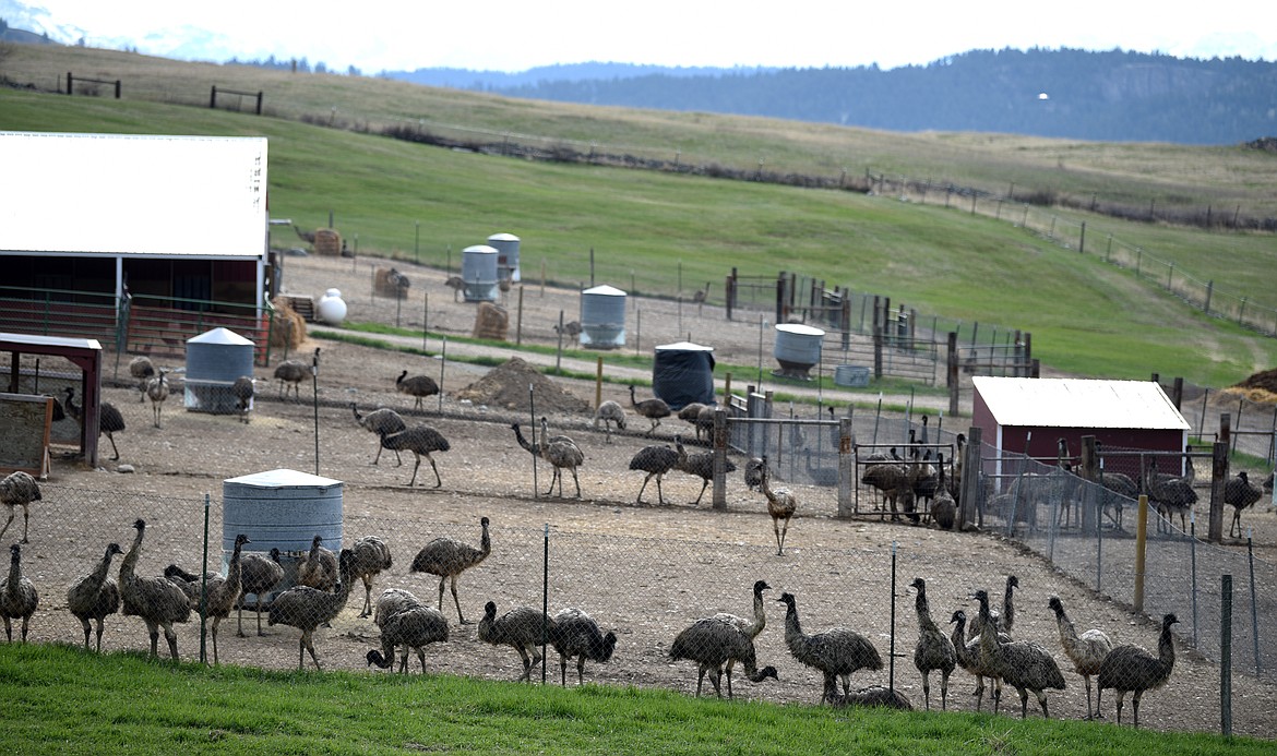 A mob of emus at the Montana Emu Ranch.