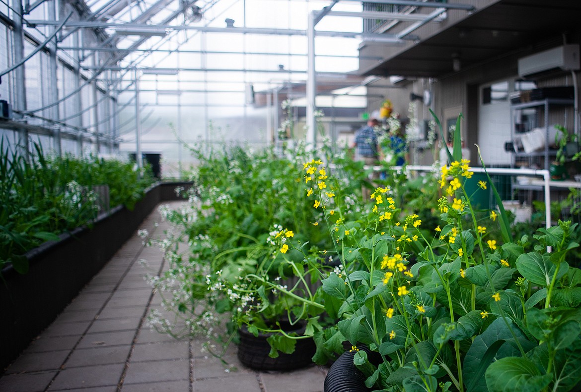 Students at Whitefish High School have completed a soil remediation project at the Center for Sustainability and Entrepreneurship. (Daniel McKay/Whitefish Pilot)