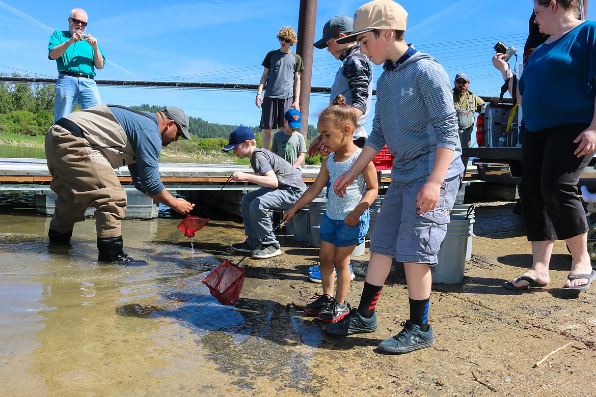 Photo by MANDI BATEMAN
A total of 12,000 juvenile sturgeon will be released this year.